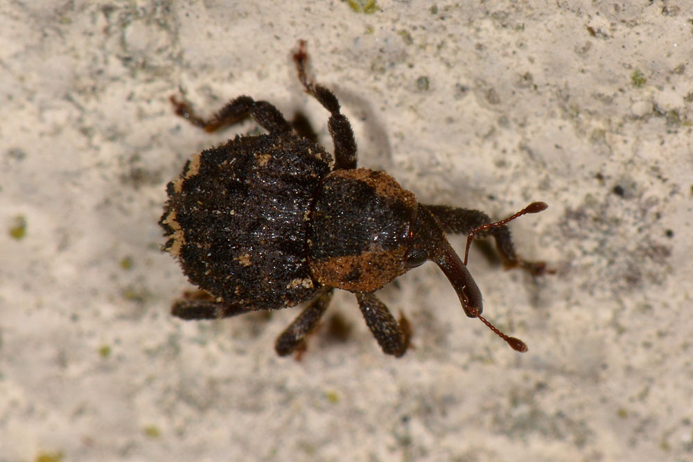 Questo  un Hypocrita? Si - Echinodera hypocrita